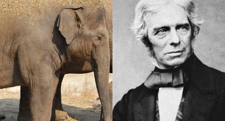День в истории: 22 сентября - Защита слонов и рождение Фарадея