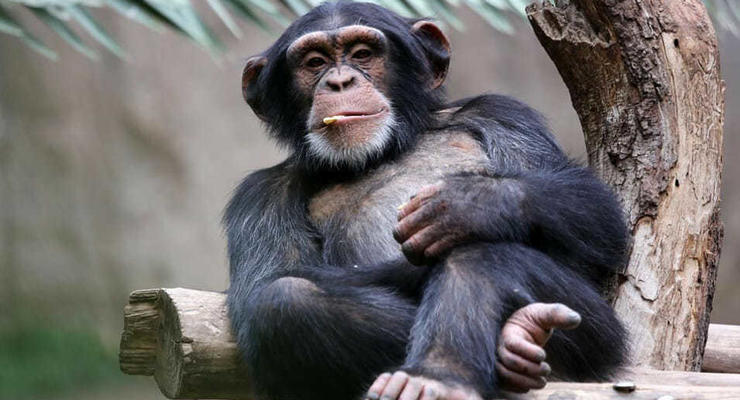 У шимпанзе нашли чисто человеческие чувства