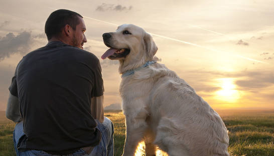 Томограф доказал, что собаки понимают речь человека