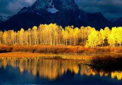 Самый большой организм на Земле под угрозой уничтожения