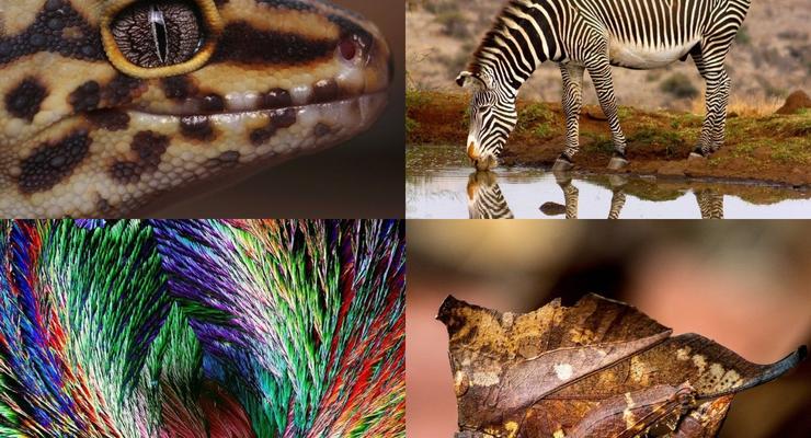 Лягушка, зебра и геккон: Лучшие фото дикой природы 2018 года