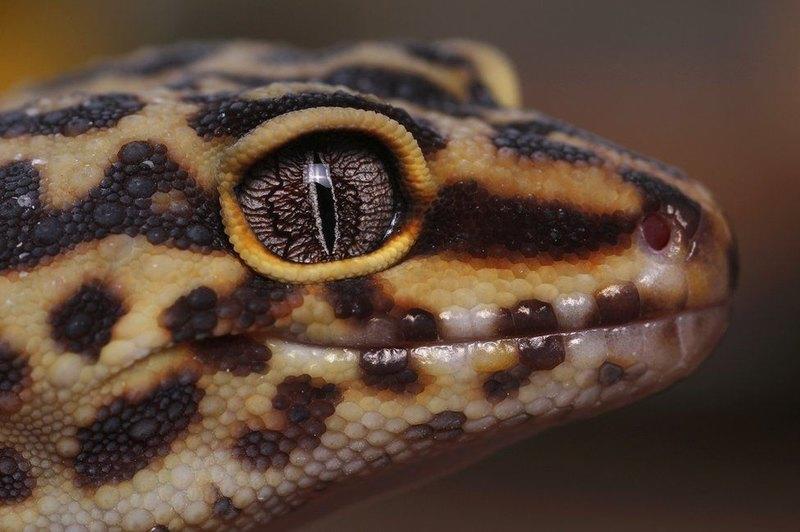 Лягушка, зебра и геккон: Лучшие фото дикой природы 2018 года / rsb.org.uk