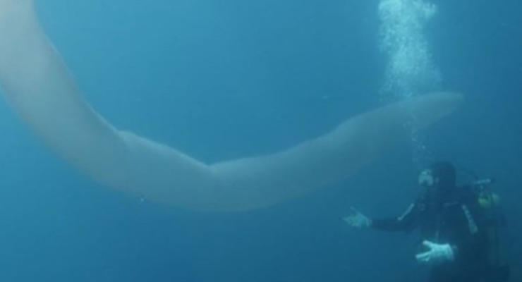 Дайвер заснял восьмиметрового морского единорога