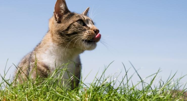 Ученые раскрыли секрет кошачьего языка