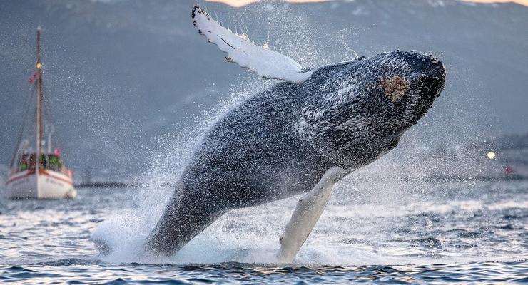 Разгадана тайна питания горбатых китов: Рыба сама лезет в рот