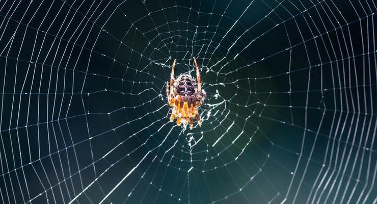 Биологи поняли секрет паучьей паутины