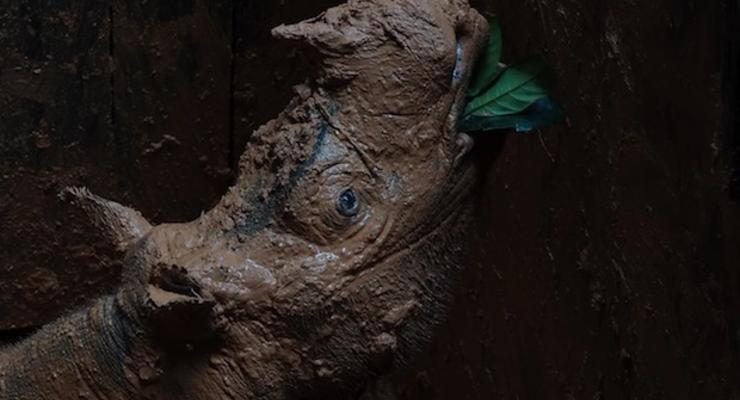 Найдена самка вымирающего суматранского носорога