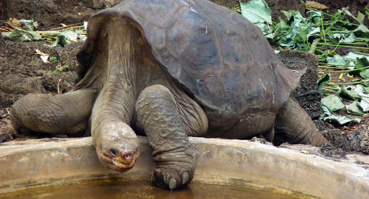Секрет вечной молодости нашли в черепахах