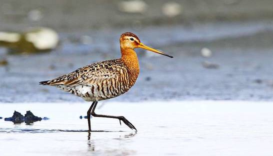 Перелетных птиц стало в два раза меньше из-за климата