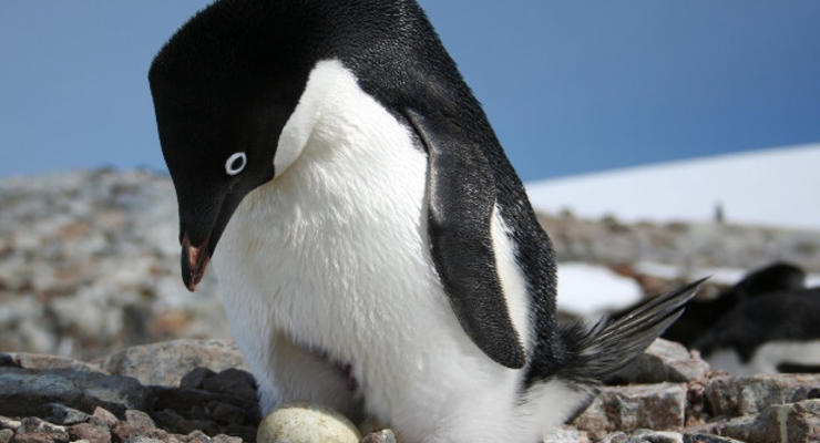 Скрытая от всех огромная колония пингвинов сильно уменьшилась