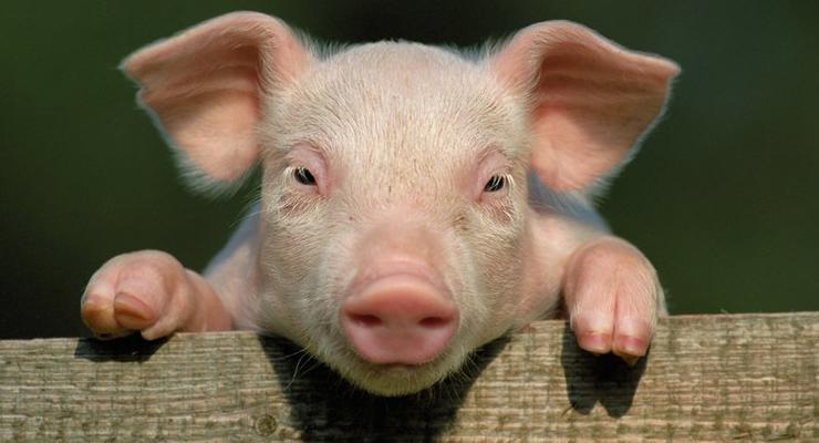 В Китае вывели устойчивых к чуме свиней