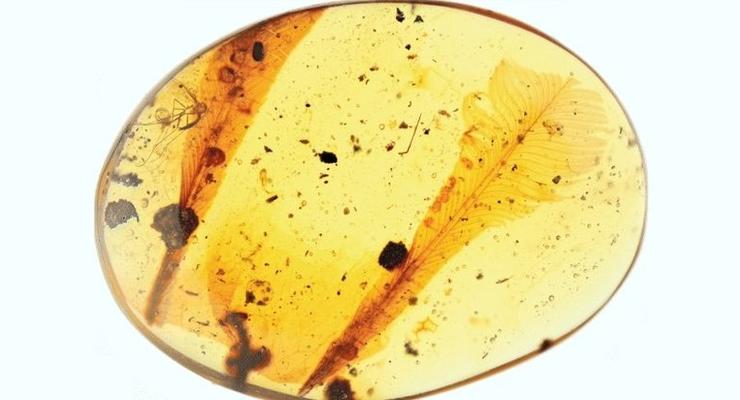 В янтаре нашли странные перья возрастом 100 млн лет