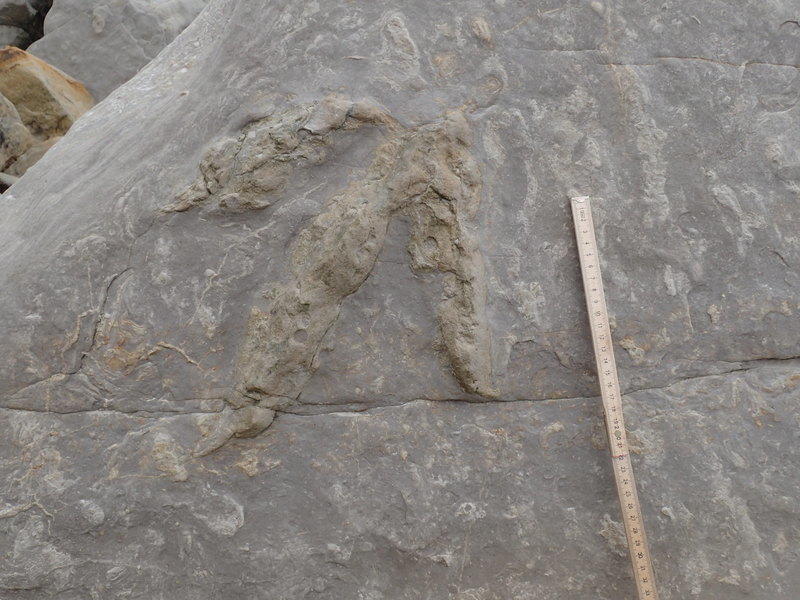 Найдены следы лап семи динозавров