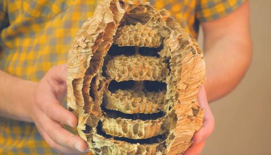 Что находится внутри огромного гнезда шершней: Эксперимент