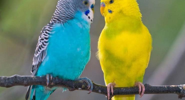 Самки волнистых попугаев предпочитают умных самцов