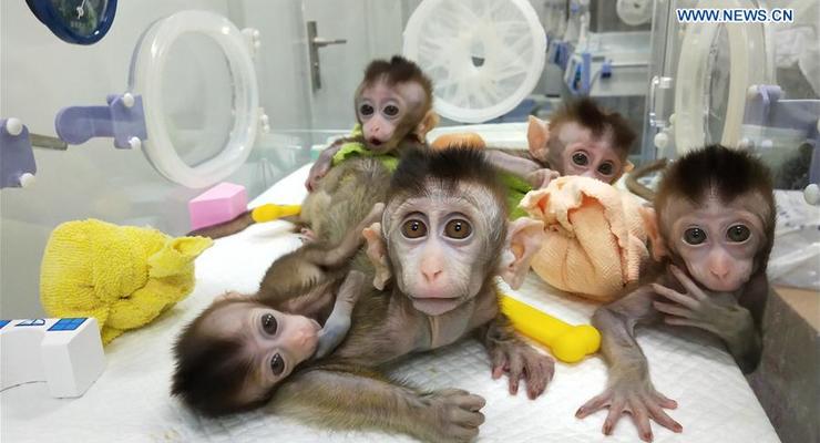 В Китае клонировали модифицированных обезьян