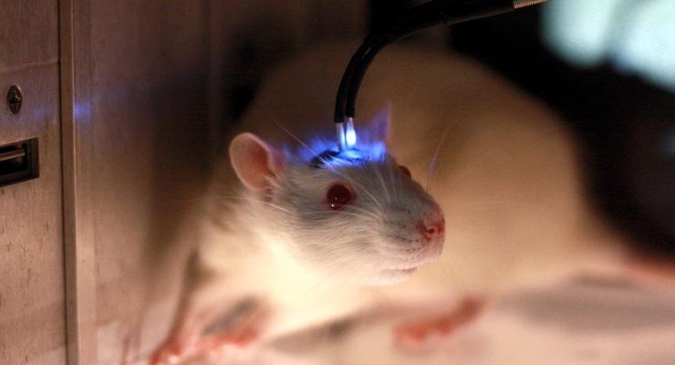 Ученые научились управлять крысами силой мысли