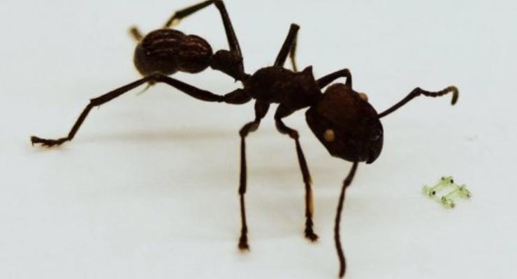 Создан четвероногий робот, который меньше головы муравья