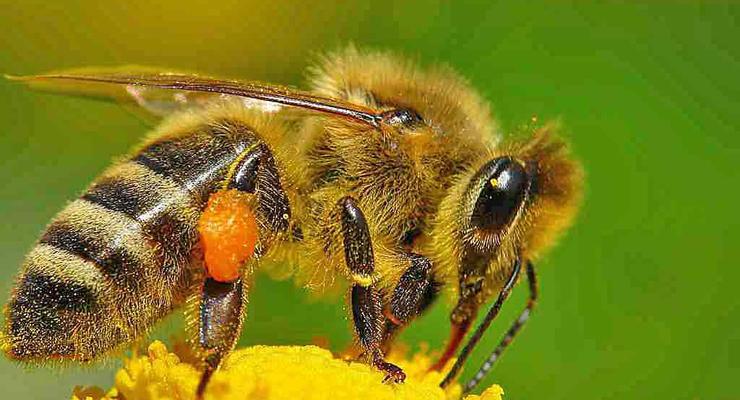 Ученые: Пчелы имеют базовые математические навыки