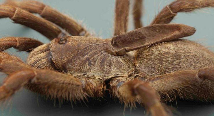В Африке открыли новый вид рогатых пауков
