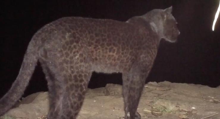 В Африке заметили редчайшего черного леопарда