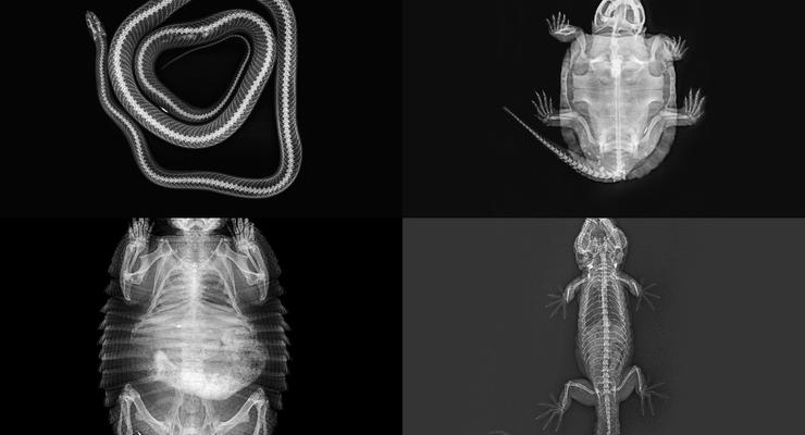 Лондонский зоопарк показал рентгеновские снимки своих питомцев