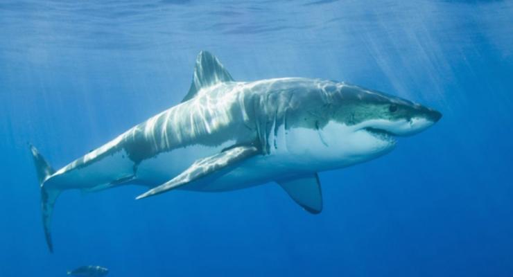 Геном белой акулы позволит побороть рак
