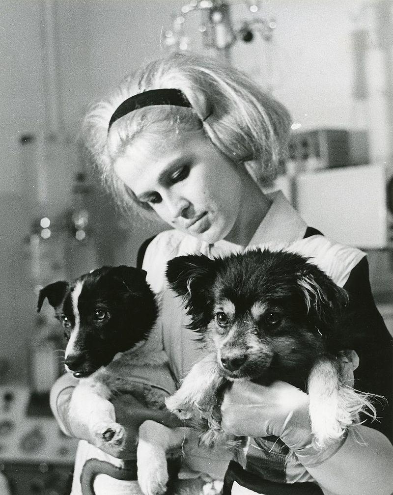 День в истории: 22 февраля - Открытие стрептомицина и запуск спутника с собаками / wikipedia.org