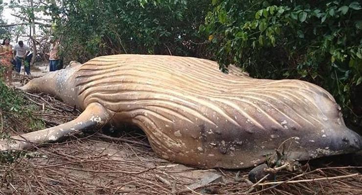 В джунглях Амазонки внезапно нашли мертвого кита