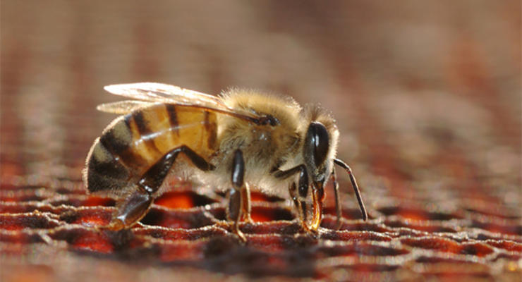 Биологи: Пчелы стали меньше танцевать