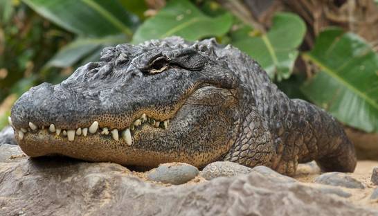 Крокодилы под наркотиками помогли разобраться в слухе динозавров