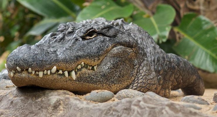 Крокодилы под наркотиками помогли разобраться в слухе динозавров
