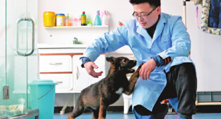 В Китае клонировали талантливую собаку-копа