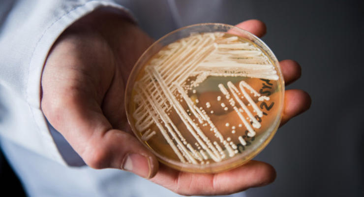 Устойчивый к антибиотикам грибок атаковал больницы