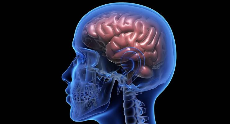 Ученые: Мозг человека уменьшается
