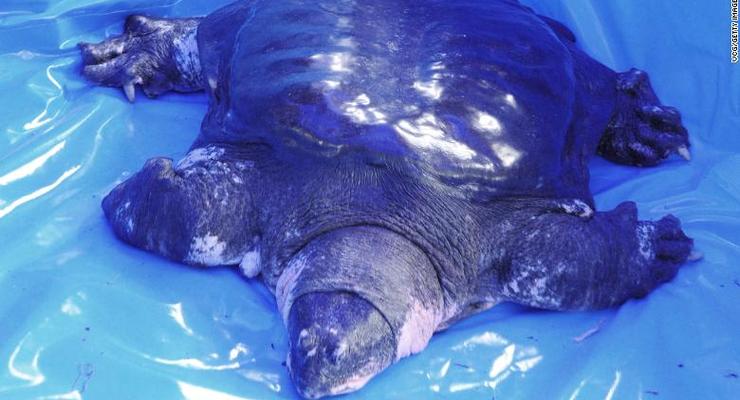 Умерла последняя самка гигантской мягкотелой черепахи