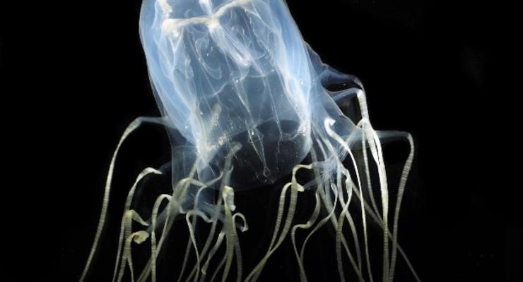 Биологи поняли различие между медузами и кораллами