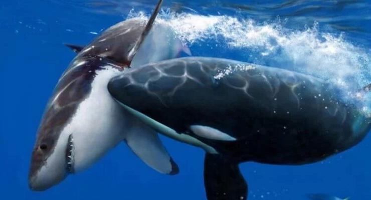 Их боятся даже акулы: Найден самый опасный морской хищник