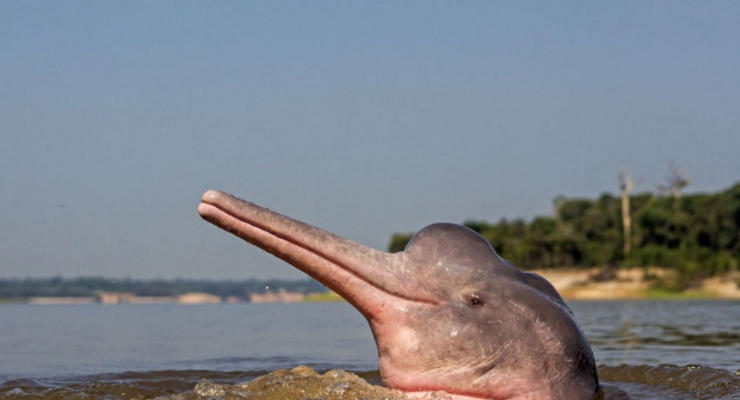 Ученые расшифровали язык речных дельфинов