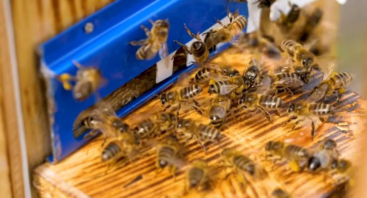 Прозрачные улья для пчел: Эксперименты
