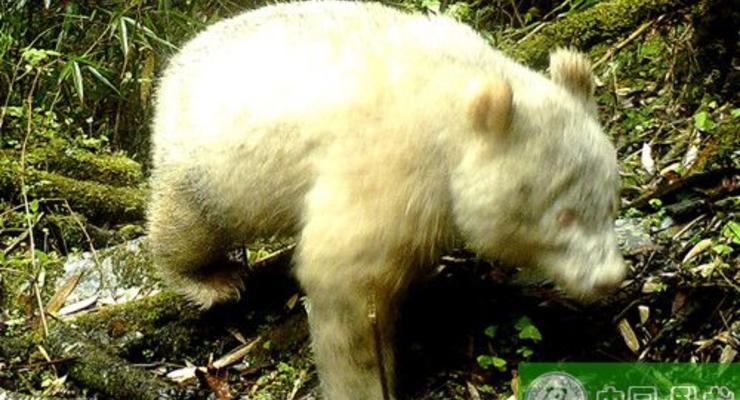 В Китае засняли редчайшую белую панду