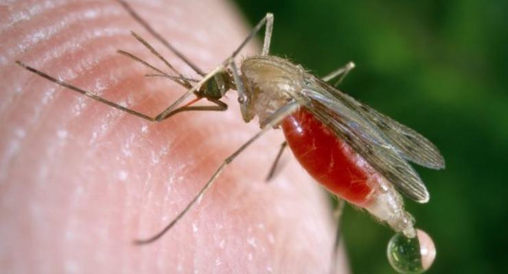 Впервые генетическое оружие протестировали на комарах
