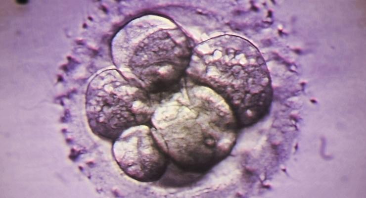 Ученые починили дефектные яйцеклетки животных