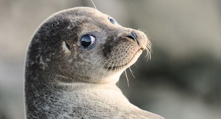 Ученые научили тюленей петь