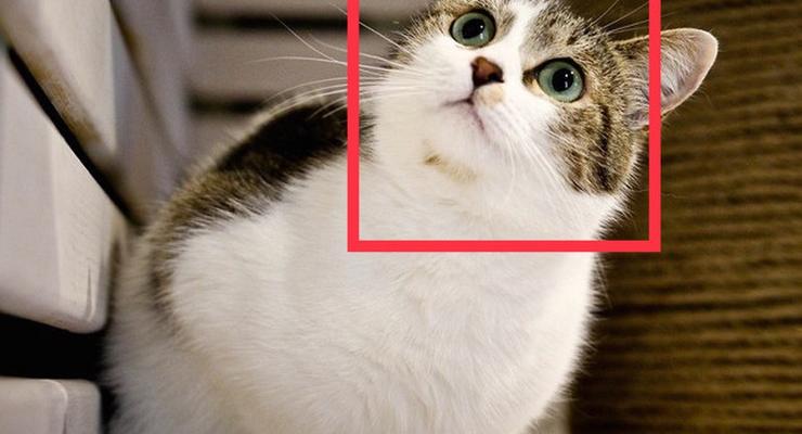 iPhone научат распознавать кошек и собак на фото