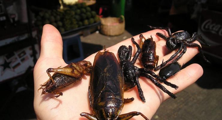 Исследователи: Мир должен перейти на пищу с насекомыми