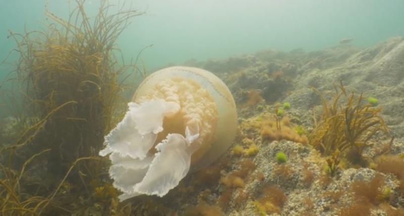 Возле Великобритании заметили гигантскую медузу / washingtonpost.com