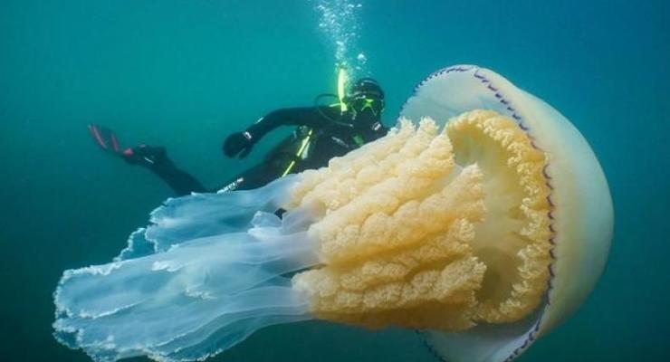 Возле Великобритании заметили гигантскую медузу