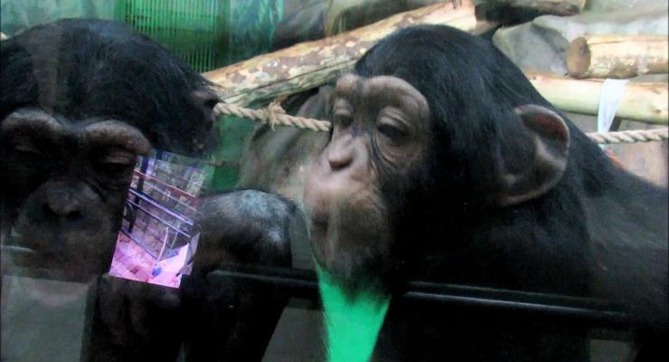 Все как у людей: Просмотр кино делает шимпанзе ближе