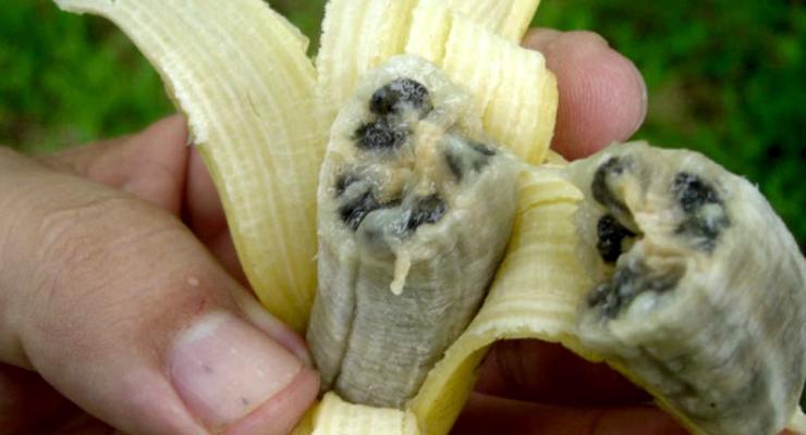 Опасный грибок грозит уничтожением бананов